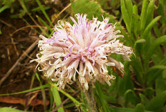 Pseudopegolettia tenella