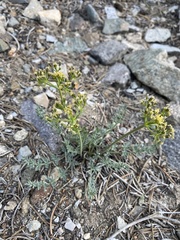 Lomatium parryi