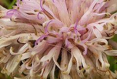 Pseudopegolettia tenella