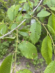 Ulmus × intermedia