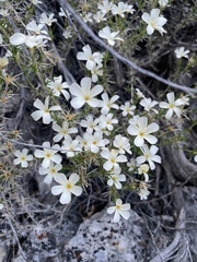 Linanthus pungens