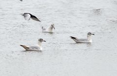 Ichthyaetus relictus