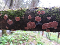 Cylindrobasidium laeve