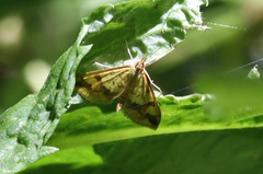 Choristostigma plumbosignalis