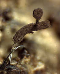 Stemonitopsis typhina