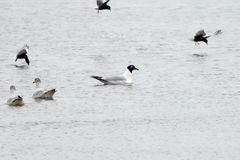 Ichthyaetus relictus