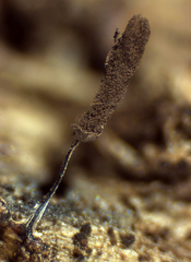 Stemonitopsis typhina