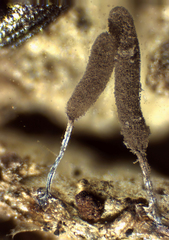 Stemonitopsis typhina