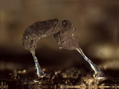 Stemonitopsis typhina