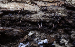 Stemonitopsis typhina