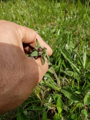 Pilosella aurantiaca