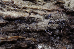 Stemonitopsis typhina