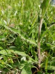 Pilosella aurantiaca