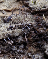 Stemonitopsis typhina