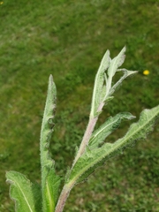 Pilosella aurantiaca