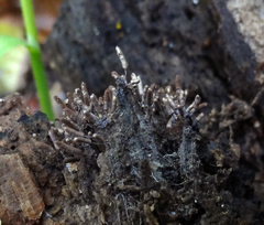 Stemonitopsis typhina