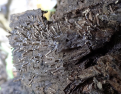 Stemonitopsis typhina