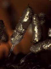 Stemonitopsis typhina