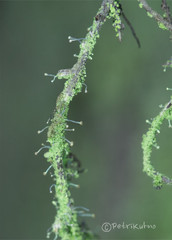 Chaenotheca furfuracea