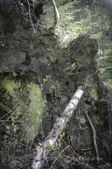 Chaenotheca furfuracea