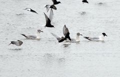 Ichthyaetus relictus