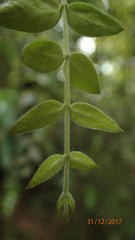 Metrosideros colensoi