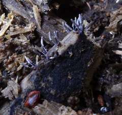 Stemonitopsis typhina