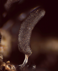 Stemonitopsis typhina