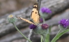 Colotis calais calais