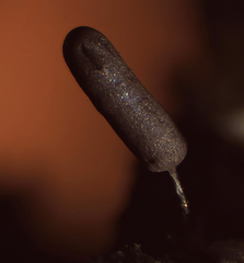 Stemonitopsis typhina