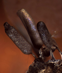 Stemonitopsis typhina