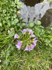 Cardamine raphanifolia