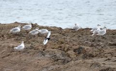 Ichthyaetus relictus