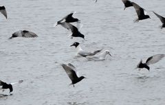 Ichthyaetus relictus