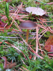 Strobilurus tenacellus