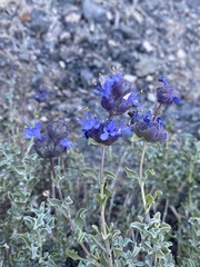 Salvia dorrii