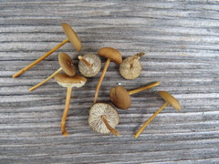 Strobilurus tenacellus