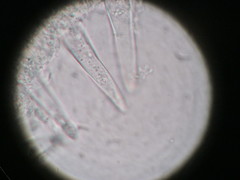 Strobilurus tenacellus