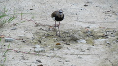 Vanellus chilensis