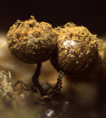 Cribraria argillacea