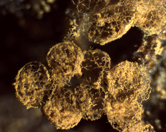 Cribraria argillacea