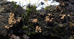 Cribraria argillacea