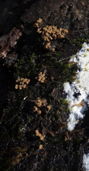 Cribraria argillacea