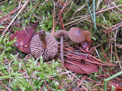 Entoloma cetratum
