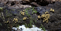 Cribraria argillacea