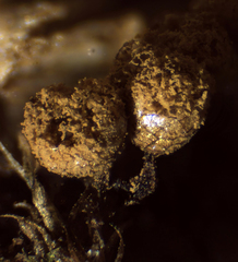 Cribraria argillacea
