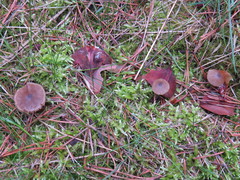 Entoloma cetratum