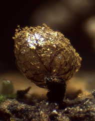 Cribraria argillacea