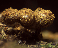 Cribraria argillacea