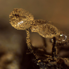 Cribraria argillacea